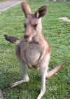 another-cute-kangaroo.jpg (96178 bytes)