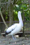 australian-pelican.jpg (57698 bytes)