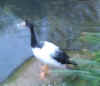 blurry-magpie-goose.jpg (38359 bytes)