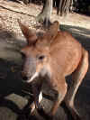 close-up-cute-kangaroo.jpg (67065 bytes)
