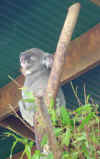 cranky-looking-koala.jpg (47288 bytes)