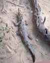 croc-laying-in-sand.jpg (82733 bytes)