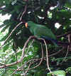 female-parrot.jpg (70599 bytes)