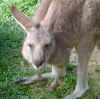 kangaroo-cutey.jpg (103882 bytes)