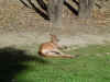 kangaroo-lounging-2.jpg (75955 bytes)