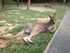 kangaroo-lounging.jpg (124304 bytes)