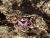 little-purple-crab.jpg (21916 bytes)