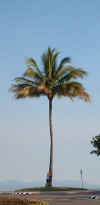 me-w-my-fav-palm-tree-on-is.jpg (22991 bytes)