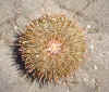 sea-urchin.jpg (115118 bytes)