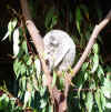 sleeping-koala.jpg (105861 bytes)
