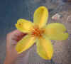 yellow-flower-from-tree.jpg (75686 bytes)